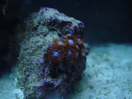 Rated #17: Corals Inverts - Zoanthus Sp. - Fire & Ice Zoanthids Stocking In 75 Gallons Tank - Orange/ Ice Blue Zoanthids Rated #17: Corals Inverts - Zoanthus Sp. - Fire & Ice Zoanthids Stocking In 75 Gallons Tank - Orange/ Ice Blue Zoanthids