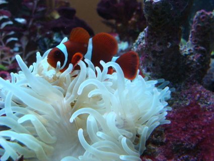 Rated #13: Corals Inverts - Condylactis Gigantea - Condy Anemone Stocking In 75 Gallons Tank - mine Rated #13: Corals Inverts - Condylactis Gigantea - Condy Anemone Stocking In 75 Gallons Tank - mine