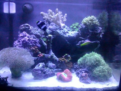Rated #70: Corals Inverts - Sarcophyton Sp. - Toadstool Mushroom Leather Coral Stocking In 29 Gallons Tank - 29 gallon biocube Rated #70: Corals Inverts - Sarcophyton Sp. - Toadstool Mushroom Leather Coral Stocking In 29 Gallons Tank - 29 gallon biocube