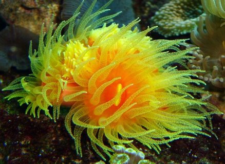 Rated #1: Corals Inverts - Dendrophylliidae - Dendrophyllia Stocking In 54 Gallons Tank - dendro 9 heads Rated #1: Corals Inverts - Dendrophylliidae - Dendrophyllia Stocking In 54 Gallons Tank - dendro 9 heads