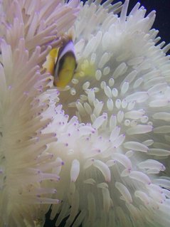 Rated #7: Corals Inverts - Condylactis Gigantea - Condy Anemone Stocking In 90 Gallons Tank - awesome clown in anemone Rated #7: Corals Inverts - Condylactis Gigantea - Condy Anemone Stocking In 90 Gallons Tank - awesome clown in anemone