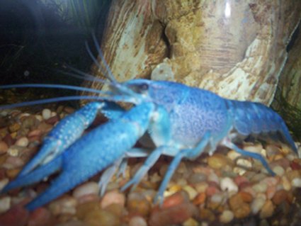 Rated #49: Corals Inverts - Procambarus Sp. - Hammers Cobalt Blue Lobster Stocking In 35 Gallons Tank - Rated #49: Corals Inverts - Procambarus Sp. - Hammers Cobalt Blue Lobster Stocking In 35 Gallons Tank - "Pinchy" my electric blue lobster (a crayfish with a mutation that makes him blue)
