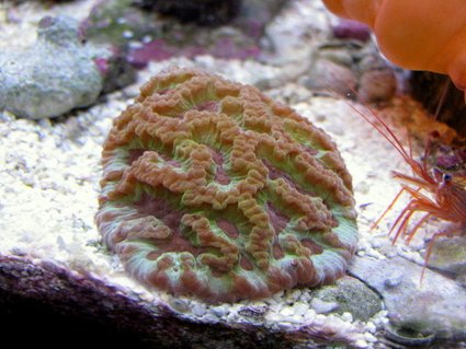 Rated #8: Corals Inverts - Platygyra Sp. - Brain Worm Platygyra Coral Stocking In 28 Gallons Tank - wrath of grapes platygyra Rated #8: Corals Inverts - Platygyra Sp. - Brain Worm Platygyra Coral Stocking In 28 Gallons Tank - wrath of grapes platygyra