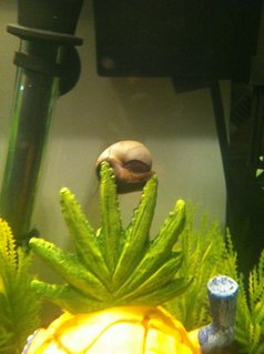 Rated #17: Corals Inverts - Pomacea Bridgesii - Mystery Snail Stocking In 10 Gallons Tank - My Mystery Snail. His name is Gary as a reference to the Spongebob Squarepants tank theme. Rated #17: Corals Inverts - Pomacea Bridgesii - Mystery Snail Stocking In 10 Gallons Tank - My Mystery Snail. His name is Gary as a reference to the Spongebob Squarepants tank theme.