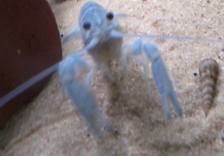 Rated #14: Corals Inverts - Procambarus Clarkii - Hammers Cobalt Blue Lobster - my baby blue lobster xD Rated #14: Corals Inverts - Procambarus Clarkii - Hammers Cobalt Blue Lobster - my baby blue lobster xD