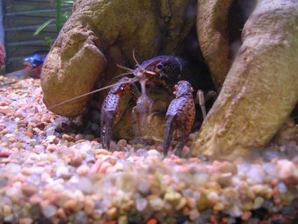 Rated #47: Corals Inverts - Enoplometopus Sp. - Debelius' Reef Lobster - Rated #47: Corals Inverts - Enoplometopus Sp. - Debelius' Reef Lobster - "Pinchy" the crawfish!