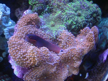 Rated #25: Corals Inverts - Ricordea Florida - Ricordea Mushroom Stocking In 55 Gallons Tank - Tail Spot Blennie on Pink Ricordias Rated #25: Corals Inverts - Ricordea Florida - Ricordea Mushroom Stocking In 55 Gallons Tank - Tail Spot Blennie on Pink Ricordias