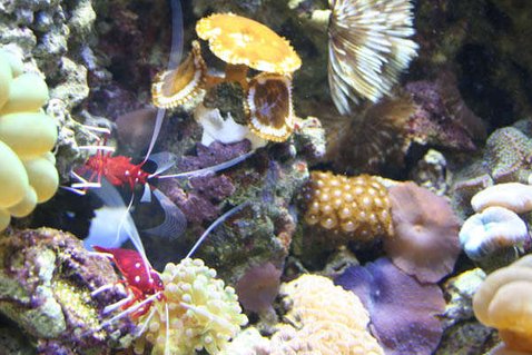 Rated #30: Corals Inverts - Actinodiscus Sp. - Purple Mushroom Stocking In 100 Gallons Tank - This is a photo of my 2 fire shrimp and the corals near the bottom of my tank. Rated #30: Corals Inverts - Actinodiscus Sp. - Purple Mushroom Stocking In 100 Gallons Tank - This is a photo of my 2 fire shrimp and the corals near the bottom of my tank.