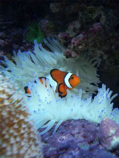 Rated #9: Corals Inverts - Condylactis Gigantea - Condy Anemone Stocking In 160 Gallons Tank - Clownfish in Sebea Anenomea Rated #9: Corals Inverts - Condylactis Gigantea - Condy Anemone Stocking In 160 Gallons Tank - Clownfish in Sebea Anenomea