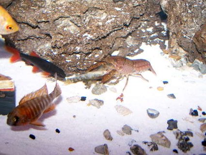 Rated #83: Corals Inverts - Enoplometopus Sp. - Reef Lobster, Red Hawaiian Stocking In 55 Gallons Tank - RED LOBSTER EATING CHINESE ALGEA EATER Rated #83: Corals Inverts - Enoplometopus Sp. - Reef Lobster, Red Hawaiian Stocking In 55 Gallons Tank - RED LOBSTER EATING CHINESE ALGEA EATER