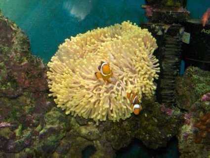 Rated #47: Corals Inverts - Heteractis Magnifica - Ritteri Anemone Stocking In 110 Gallons Tank - Heteractis magnifica anemone Rated #47: Corals Inverts - Heteractis Magnifica - Ritteri Anemone Stocking In 110 Gallons Tank - Heteractis magnifica anemone