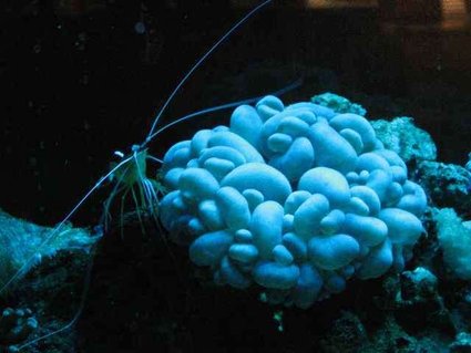 Rated #44: Corals Inverts - Plerogyra Sinuosa - Bubble Coral, White Stocking In 29 Gallons Tank - tankSarcophyton sp.) Rated #44: Corals Inverts - Plerogyra Sinuosa - Bubble Coral, White Stocking In 29 Gallons Tank - tankSarcophyton sp.)