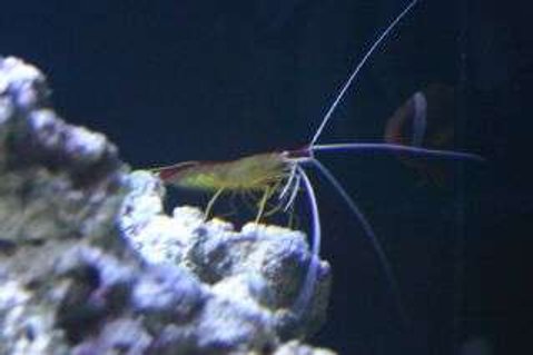 Rated #88: Corals Inverts - Lysmata Amboinensis - Scarlet Skunk Cleaner Shrimp Stocking In 190 Gallons Tank - shrimp Rated #88: Corals Inverts - Lysmata Amboinensis - Scarlet Skunk Cleaner Shrimp Stocking In 190 Gallons Tank - shrimp