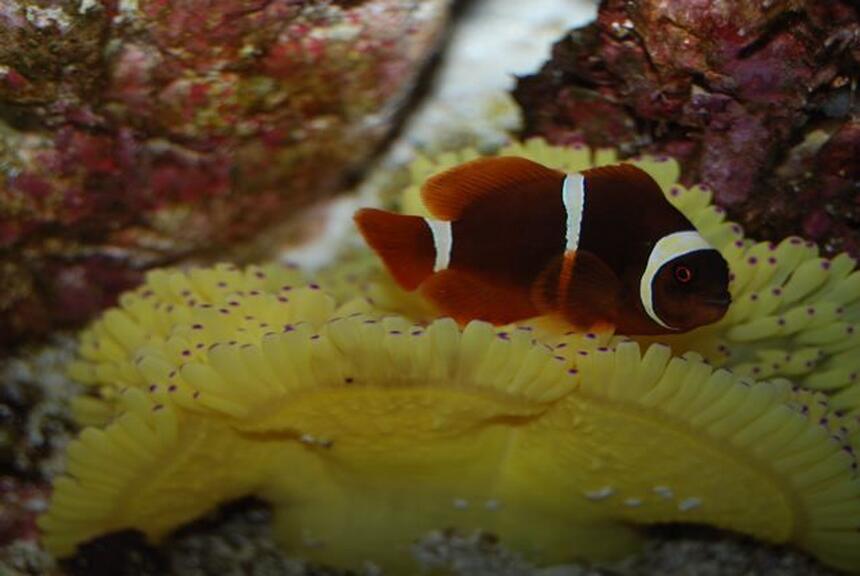 Rated #9: Corals Inverts - Heteractis Crispa - Sebae Anemone Stocking In 58 Gallons Tank - maroon clown on purple tipped sebae anenome Rated #9: Corals Inverts - Heteractis Crispa - Sebae Anemone Stocking In 58 Gallons Tank - maroon clown on purple tipped sebae anenome