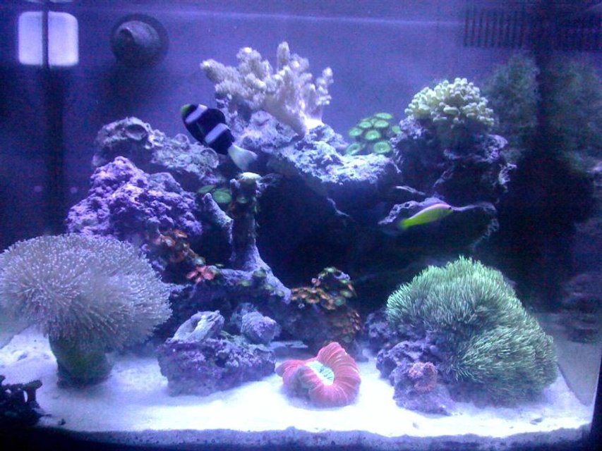 Rated #80: Corals Inverts - Sarcophyton Sp. - Toadstool Mushroom Leather Coral Stocking In 29 Gallons Tank - 29 gallon biocube Rated #80: Corals Inverts - Sarcophyton Sp. - Toadstool Mushroom Leather Coral Stocking In 29 Gallons Tank - 29 gallon biocube