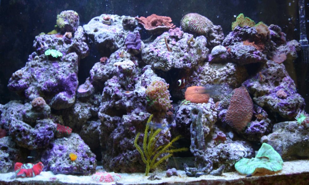 Rated #53: Corals Inverts Stocking In 110 Gallons Tank - Main Picture check this picture soon, since I have added a couple things since. Rated #53: Corals Inverts Stocking In 110 Gallons Tank - Main Picture check this picture soon, since I have added a couple things since.
