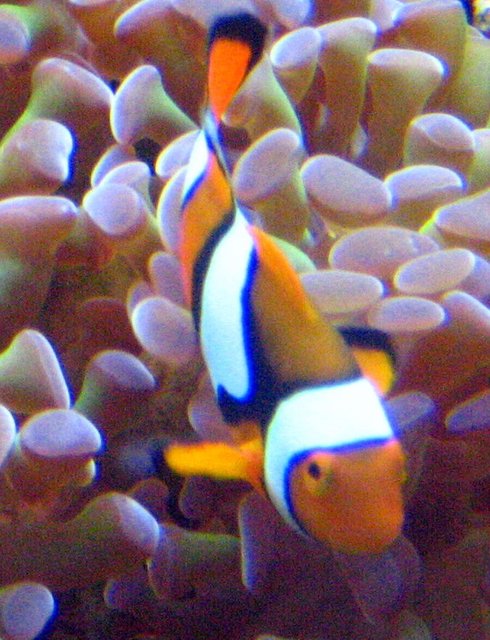 Rated #33: Corals Inverts - Euphyllia Paranchora - Hammer / Anchor Coral, Branching Stocking In 55 Gallons Tank - hammer coral and true percula Rated #33: Corals Inverts - Euphyllia Paranchora - Hammer / Anchor Coral, Branching Stocking In 55 Gallons Tank - hammer coral and true percula