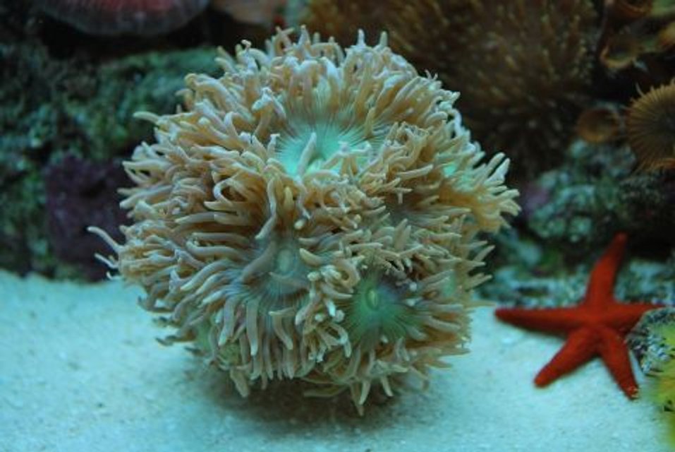 Rated #35: Corals Inverts - Duncanopsammia Axifuga - Giant Green Polyp Duncan Stocking In 60 Gallons Tank - Duncan Heads really growing Rated #35: Corals Inverts - Duncanopsammia Axifuga - Giant Green Polyp Duncan Stocking In 60 Gallons Tank - Duncan Heads really growing