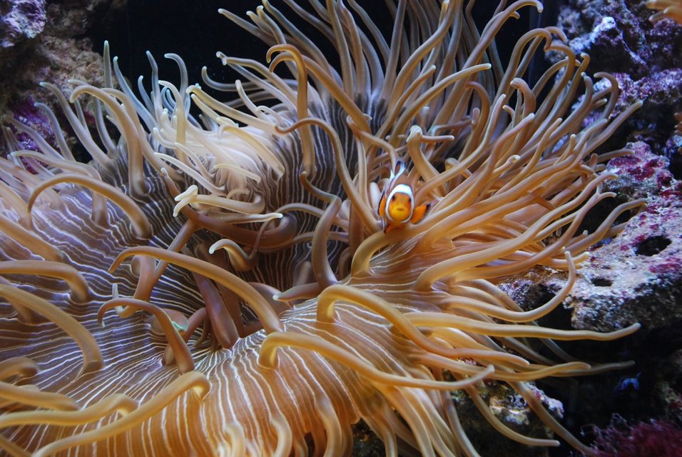 Rated #3: Corals Inverts - Macrodactyla Doreensis - Long Tentacle Anemone Stocking In 55 Gallons Tank - Long tentacle anemone Rated #3: Corals Inverts - Macrodactyla Doreensis - Long Tentacle Anemone Stocking In 55 Gallons Tank - Long tentacle anemone