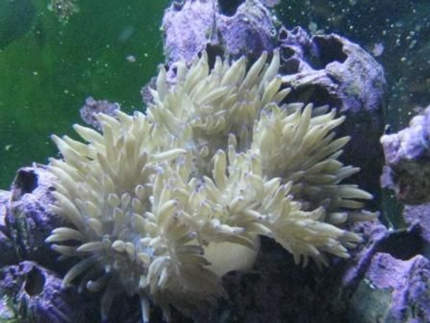 Rated #38: Corals Inverts - Heteractis Crispa - Sebae Anemone Stocking In 125 Gallons Tank - Sebae Anemone Rated #38: Corals Inverts - Heteractis Crispa - Sebae Anemone Stocking In 125 Gallons Tank - Sebae Anemone
