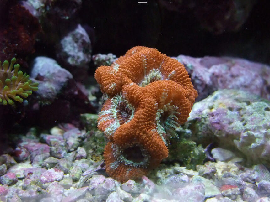 Rated #4: Corals Inverts - Acanthastrea Lordhowensis - Aussie Acan Lord Stocking In 130 Gallons Tank - Nice Little Acan :) Rated #4: Corals Inverts - Acanthastrea Lordhowensis - Aussie Acan Lord Stocking In 130 Gallons Tank - Nice Little Acan :)