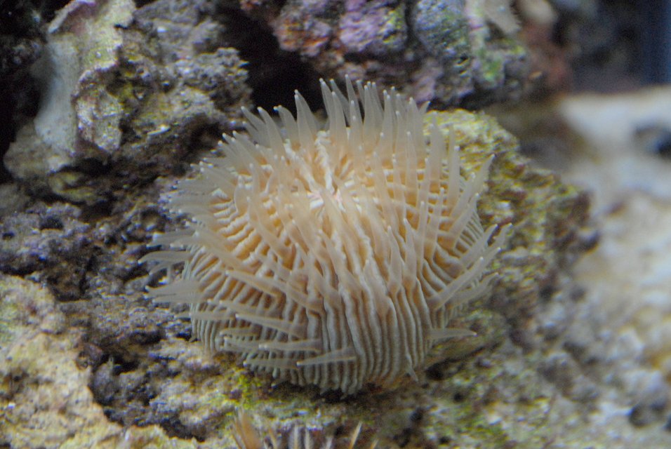 Rated #39: Corals Inverts - Fungia Sp. - Plate Coral Stocking In 29 Gallons Tank - fungi plate Rated #39: Corals Inverts - Fungia Sp. - Plate Coral Stocking In 29 Gallons Tank - fungi plate