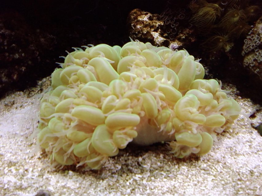 Rated #30: Corals Inverts - Plerogyra Sinuosa - Bubble Coral, Green Stocking In 75 Gallons Tank - bubble coral Rated #30: Corals Inverts - Plerogyra Sinuosa - Bubble Coral, Green Stocking In 75 Gallons Tank - bubble coral