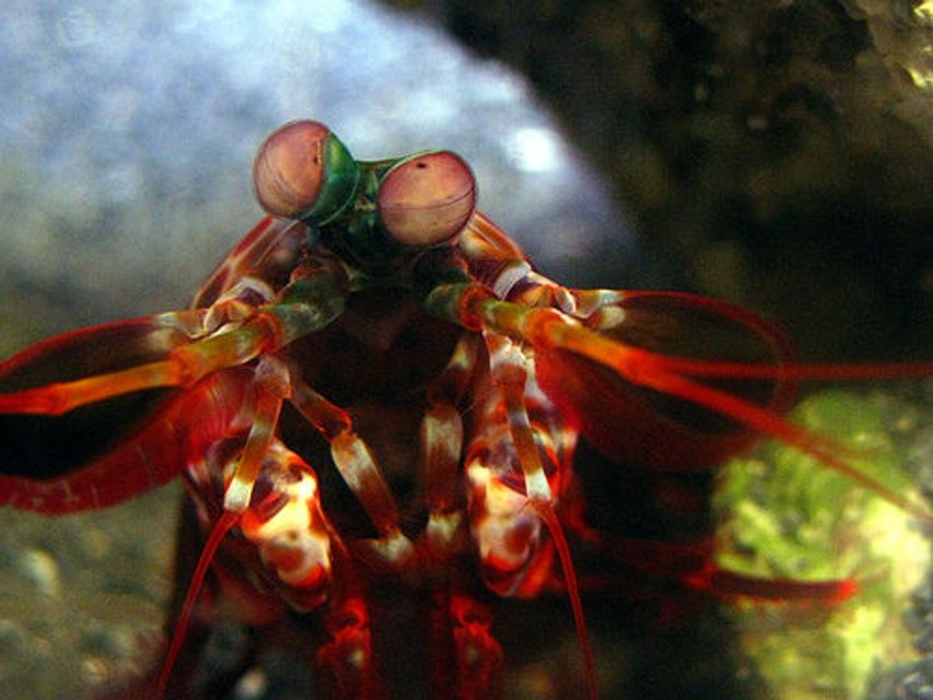Rated #3: Corals Inverts - Odontodactylus Scyllarus - Peacock Mantis Shrimp Stocking In 44 Gallons Tank - Peacock Mantis Shrimp Rated #3: Corals Inverts - Odontodactylus Scyllarus - Peacock Mantis Shrimp Stocking In 44 Gallons Tank - Peacock Mantis Shrimp