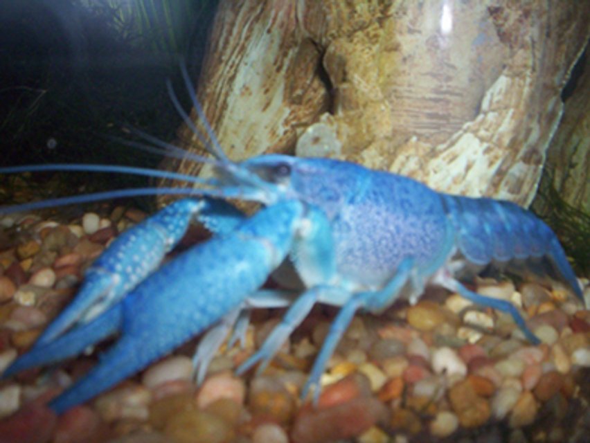 Rated #49: Corals Inverts - Procambarus Sp. - Hammers Cobalt Blue Lobster Stocking In 35 Gallons Tank - Rated #49: Corals Inverts - Procambarus Sp. - Hammers Cobalt Blue Lobster Stocking In 35 Gallons Tank - "Pinchy" my electric blue lobster (a crayfish with a mutation that makes him blue)