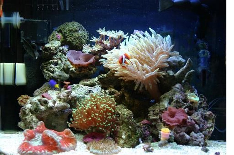 Rated #20: Corals Inverts - Entacmaea Quadricolor - Bulb Anemone Stocking In 60 Gallons Tank - Aquapod 12 Gallon, 2 x 32w PC Lighting Upgrade (5.3w/gal),
2 x Silenx 60mm x 25mm Fans,
Aquaeuro USA Nano Skimmer,
MJ 900 Powerhead,
Return Pump MJ 1200,
Fish/Inverts:
1 Hybrid Tomato Clown,
1 Damsel,
1 Purple Fire Fish,
1 Red Orange Sea Star,
1 Skunk Cleaner Shrimp,
1 Peppermint Shrimp,
2 Margarita Snails,
3 Turbo Snails,
5 Hermit Crabs,
Coral/ Anenome:
1 Speckled Green Bubble Tip Anenome,
1 Two Headed Green Tip Frogspawn,
1 Rainbow Open Brain Coral,
1 Plate Coral,
1 Dendrphyllia,
1 Neon Green Candy Cane Coral,
1 Neon Green Clove Polyp Colony,
1 Inside Out Zoanthid Colony,
1 Sean's Pinky Zoanthid Colony,
1 Eagle EyeZoanthid Colony,
1 Blue Magician Zoanthid Colony,
Assorted Mushrooms Rated #20: Corals Inverts - Entacmaea Quadricolor - Bulb Anemone Stocking In 60 Gallons Tank - Aquapod 12 Gallon, 2 x 32w PC Lighting Upgrade (5.3w/gal),
2 x Silenx 60mm x 25mm Fans,
Aquaeuro USA Nano Skimmer,
MJ 900 Powerhead,
Return Pump MJ 1200,
Fish/Inverts:
1 Hybrid Tomato Clown,
1 Damsel,
1 Purple Fire Fish,
1 Red Orange Sea Star,
1 Skunk Cleaner Shrimp,
1 Peppermint Shrimp,
2 Margarita Snails,
3 Turbo Snails,
5 Hermit Crabs,
Coral/ Anenome:
1 Speckled Green Bubble Tip Anenome,
1 Two Headed Green Tip Frogspawn,
1 Rainbow Open Brain Coral,
1 Plate Coral,
1 Dendrphyllia,
1 Neon Green Candy Cane Coral,
1 Neon Green Clove Polyp Colony,
1 Inside Out Zoanthid Colony,
1 Sean's Pinky Zoanthid Colony,
1 Eagle EyeZoanthid Colony,
1 Blue Magician Zoanthid Colony,
Assorted Mushrooms