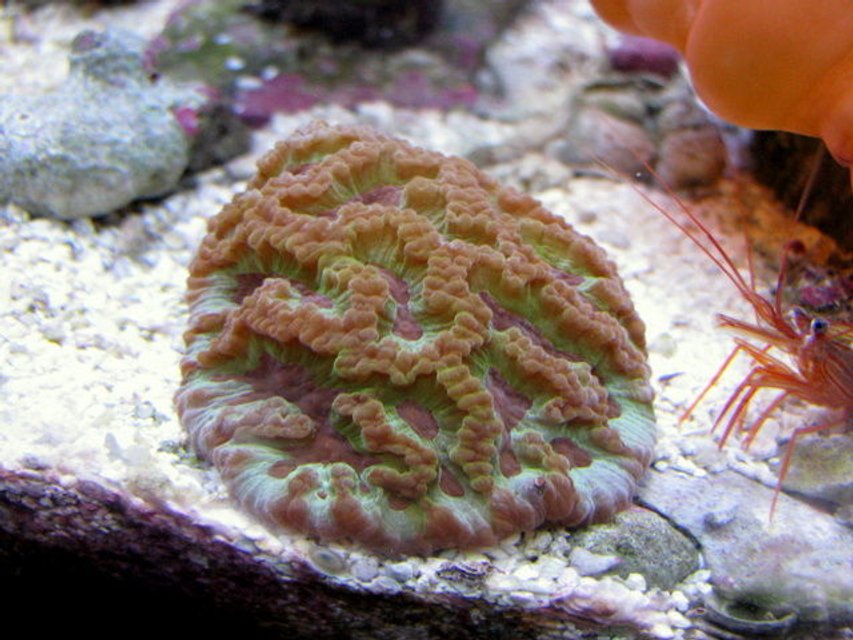 Rated #8: Corals Inverts - Platygyra Sp. - Brain Worm Platygyra Coral Stocking In 28 Gallons Tank - wrath of grapes platygyra Rated #8: Corals Inverts - Platygyra Sp. - Brain Worm Platygyra Coral Stocking In 28 Gallons Tank - wrath of grapes platygyra