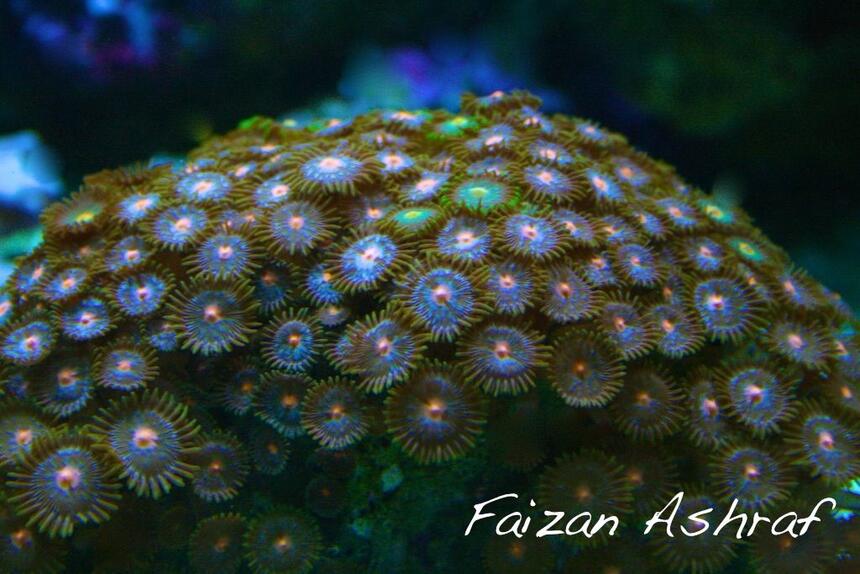 Rated #4: Corals Inverts - Zoanthus Sp. - Colony Polyp, Assorted Stocking In 150 Gallons Tank - Zoo Rated #4: Corals Inverts - Zoanthus Sp. - Colony Polyp, Assorted Stocking In 150 Gallons Tank - Zoo's