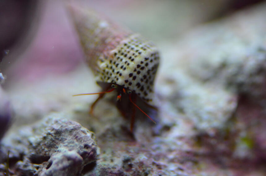 Rated #5: Corals Inverts - Paguristes Cadenati - Scarlet Reef Hermit Crab Stocking In 29 Gallons Tank - just another crab Rated #5: Corals Inverts - Paguristes Cadenati - Scarlet Reef Hermit Crab Stocking In 29 Gallons Tank - just another crab