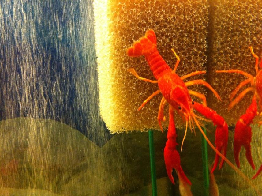 Rated #4: Corals Inverts - Enoplometopus Sp. Stocking In 55 Gallons Tank - Orange Crayfish Rated #4: Corals Inverts - Enoplometopus Sp. Stocking In 55 Gallons Tank - Orange Crayfish