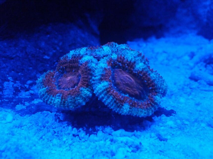 Rated #2: Corals Inverts - Acanthastrea Lordhowensis - Acan Stocking In 8 Gallons Tank - 3 Rated #2: Corals Inverts - Acanthastrea Lordhowensis - Acan Stocking In 8 Gallons Tank - 3