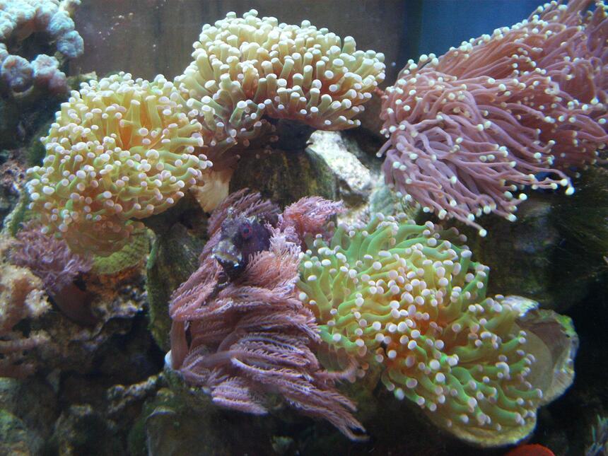Rated #3: Corals Inverts - Anthelia Sp. - Waving Hand - Blue Stocking In 277 Gallons Tank - Starry Blenny hiding in Anthelia and Euphyllia Rated #3: Corals Inverts - Anthelia Sp. - Waving Hand - Blue Stocking In 277 Gallons Tank - Starry Blenny hiding in Anthelia and Euphyllia
