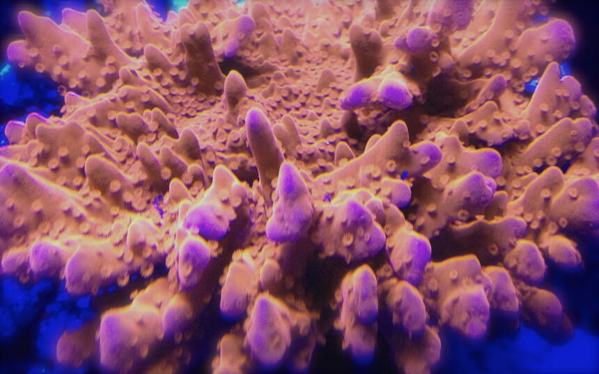 Rated #10: Corals Inverts - Montipora Setosa - Red Montipora Setosa Stocking In 75 Gallons Tank - setosa monti Rated #10: Corals Inverts - Montipora Setosa - Red Montipora Setosa Stocking In 75 Gallons Tank - setosa monti