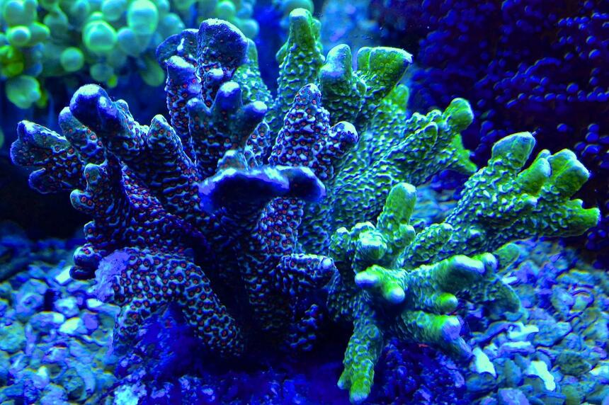 Rated #7: Corals Inverts - Acropora Millepora - Millepora Acropora Coral Rated #7: Corals Inverts - Acropora Millepora - Millepora Acropora Coral