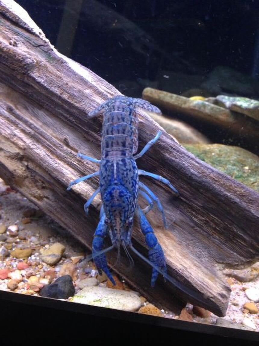 Rated #4: Corals Inverts - Cherax Destructor - Blue Knight Lobster Stocking In 120 Gallons Tank - beautiful marbled crayfish. have no idea why they are blue. i also have some that are red. Rated #4: Corals Inverts - Cherax Destructor - Blue Knight Lobster Stocking In 120 Gallons Tank - beautiful marbled crayfish. have no idea why they are blue. i also have some that are red.