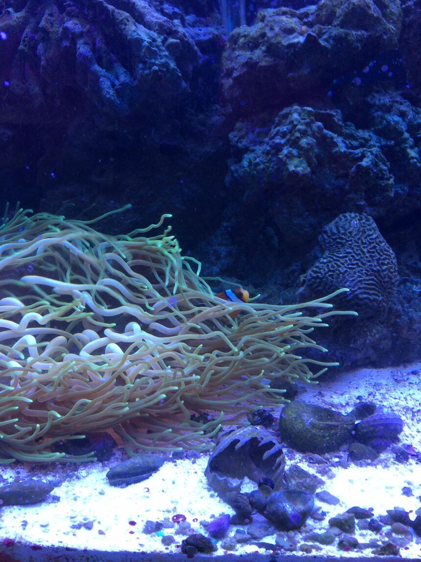Rated #3: Corals Inverts - Macrodactyla Doreensis - Long Tentacle Anemone Stocking In 75 Gallons Tank - Salt tank after 6 mo
Long tentacle anemone Rated #3: Corals Inverts - Macrodactyla Doreensis - Long Tentacle Anemone Stocking In 75 Gallons Tank - Salt tank after 6 mo
Long tentacle anemone