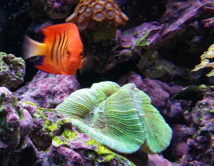 Rated #8: Corals Inverts - Trachyphyllia Geoffroyi - Brain Coral, Trachyphyllia Stocking In 80 Gallons Tank - Flame hanging next to coral Rated #8: Corals Inverts - Trachyphyllia Geoffroyi - Brain Coral, Trachyphyllia Stocking In 80 Gallons Tank - Flame hanging next to coral