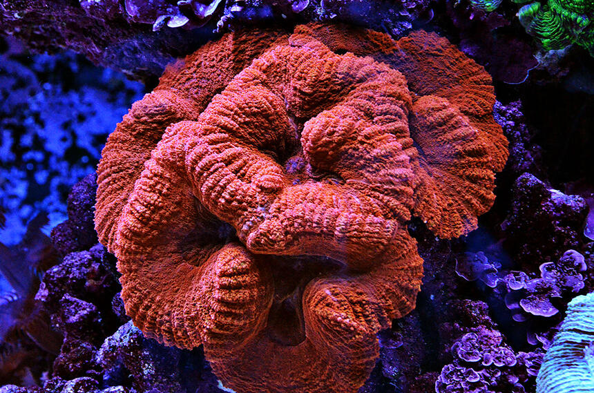 Rated #1: Corals Inverts - Lobophyllia Hemprichii - Brain Coral Stocking In 240 Gallons Tank - Red Lobo Rated #1: Corals Inverts - Lobophyllia Hemprichii - Brain Coral Stocking In 240 Gallons Tank - Red Lobo