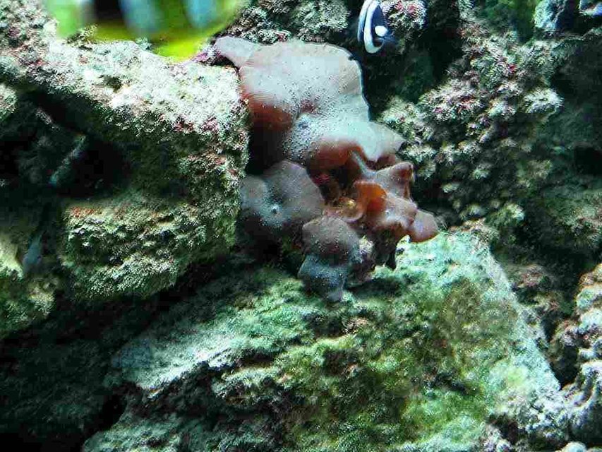 Rated #75: Corals Inverts - Actinodiscus Sp. - Spotted Mushroom Stocking In 125 Gallons Tank Rated #75: Corals Inverts - Actinodiscus Sp. - Spotted Mushroom Stocking In 125 Gallons Tank