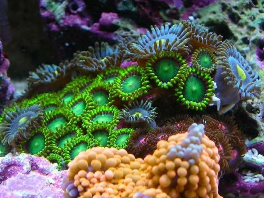 Rated #2: Corals Inverts - Zoanthus Sp. - Colony Polyp, Orange Spot Stocking In 100 Gallons Tank - zoa garden Rated #2: Corals Inverts - Zoanthus Sp. - Colony Polyp, Orange Spot Stocking In 100 Gallons Tank - zoa garden