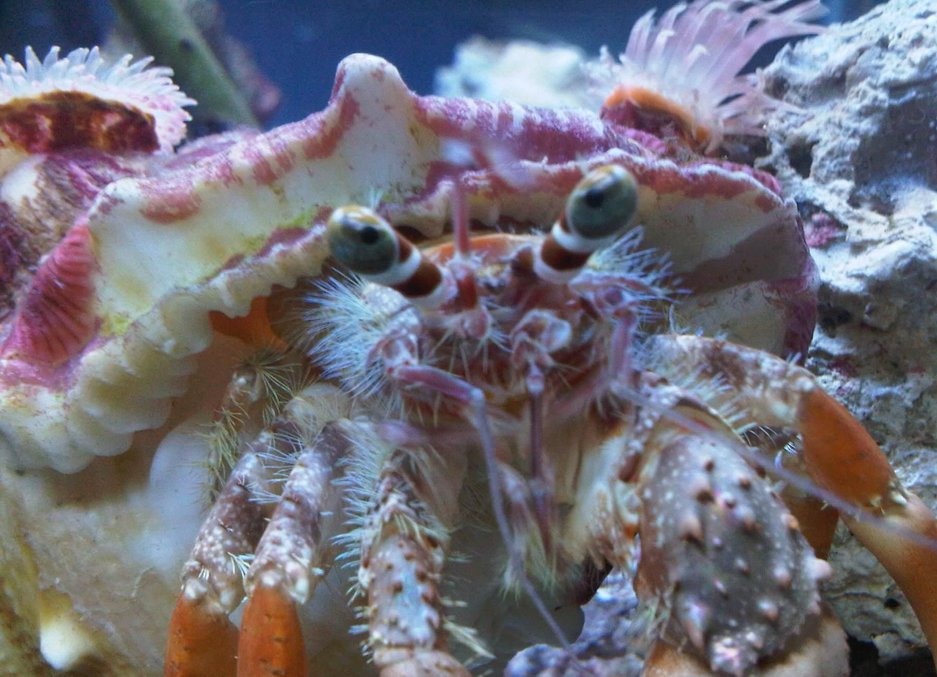 corals inverts - dardanus calidus - hermit crab stocking in 34 gallons tank - this is my sump boss corals inverts - dardanus calidus - hermit crab stocking in 34 gallons tank - this is my sump boss