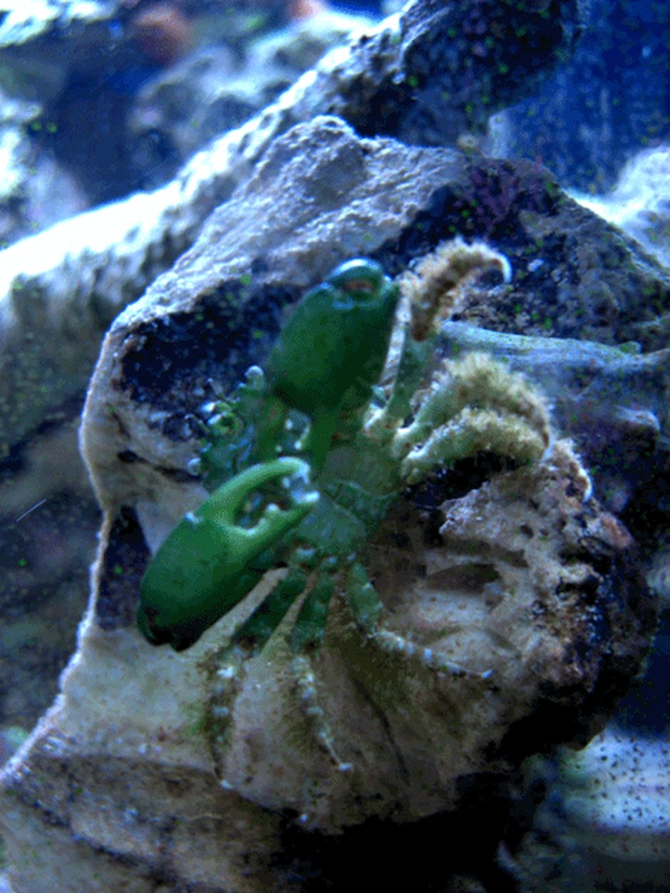 Emerald Crab (mithrax sculptus) Photo Picture ID 9201 Emerald Crab (mithrax sculptus) Photo Picture ID 9201