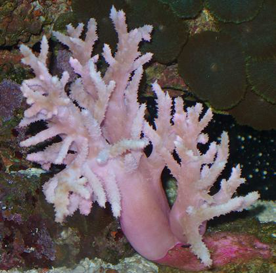 Spaghetti Finger Leather Coral (Sinularia Flexibis) Photos