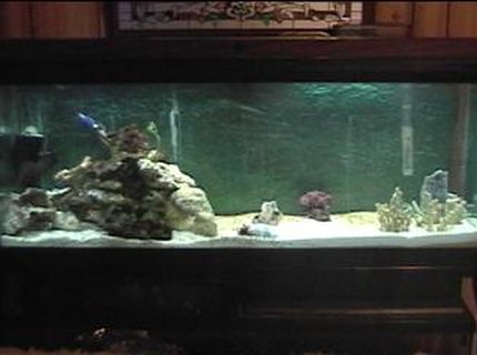 saltwater fish tank (mostly fish, little/no live coral) - i am new at saltwater tanks and any advice is appreciated. thanks. saltwater fish tank (mostly fish, little/no live coral) - i am new at saltwater tanks and any advice is appreciated. thanks.