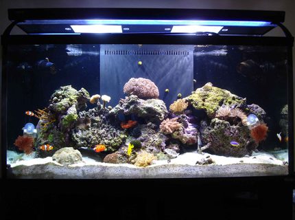 Rated #2: 90 Gallons Saltwater Fish Tank - 90 Gallon Tech Tank 2007 Rated #2: 90 Gallons Saltwater Fish Tank - 90 Gallon Tech Tank 2007