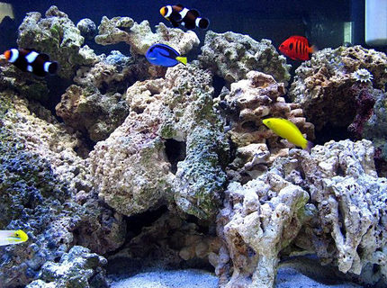 Rated #4: 75 Gallons Saltwater Fish Tank - Various fish Rated #4: 75 Gallons Saltwater Fish Tank - Various fish